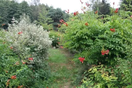 Maison 5 pers. en pleine nature à La Chapelle-Aux-Bois : photo 33