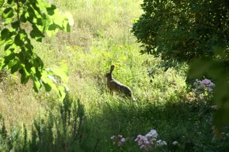 Gîte Giotto : Ferme toscane avec piscine à Dicomano : photo 23