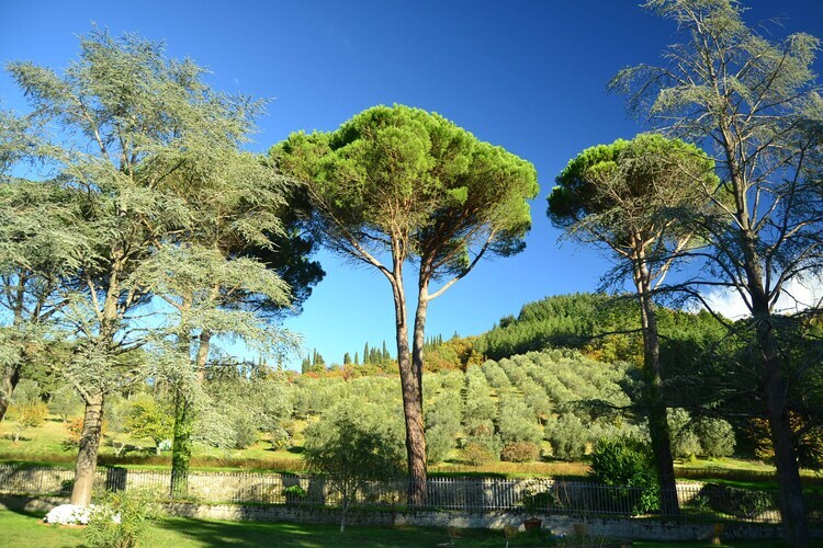 Beato Angelico – Maison 8 pers. avec piscine en Toscane - Photo 16