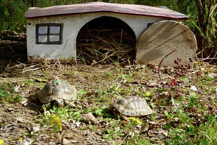 Villa Tortelli : piscine et four à pizza en Toscane - Photo 39