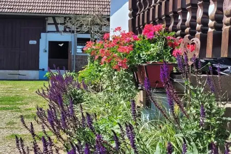 Maison Schleithal, jardin enfants et 6 vélos en Alsace Verte : photo 6