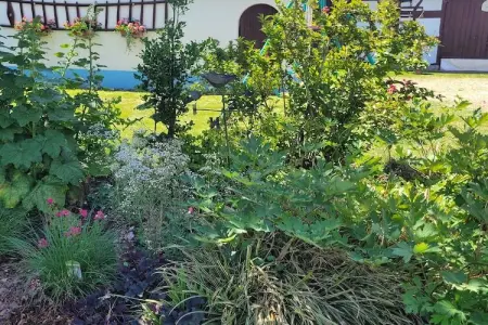 Maison Schleithal, jardin enfants et 6 vélos en Alsace Verte : photo 7