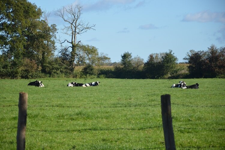 Ferme du Hoguet : maison 10 pers., jardin 1000 m², plage 2 km - Photo 18