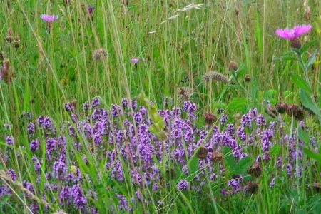 Maison rustique en montagne, jardin et calme à Roquefort-de-Sault : photo 38