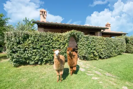 Martino, Ferme près du lac Trasimène avec piscine - Photo 23