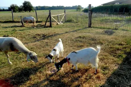 Martino, Ferme près du lac Trasimène avec piscine - Photo 38