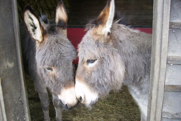 Maison 16 pers. aux Ardennes avec sauna et box chevaux - Photo 38