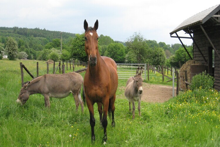 Maison 16 pers. aux Ardennes avec sauna et box chevaux - Photo 39