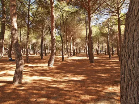 Appartement Les Pins Parasols – 250 m de la plage : photo 14