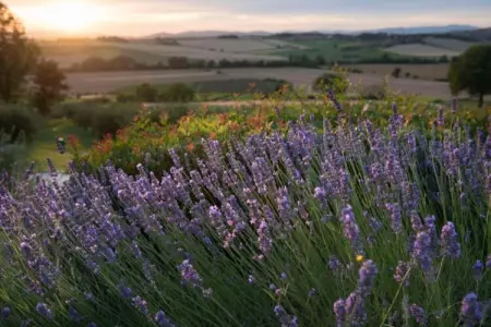 Salvia, maison à Pietrafitta entre deux lacs : photo 34