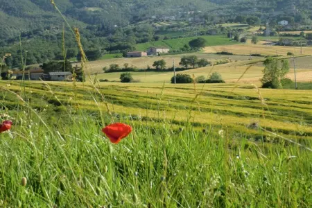 Lavanda, maison rurale 2 pers. à Pietrafitta : photo 35
