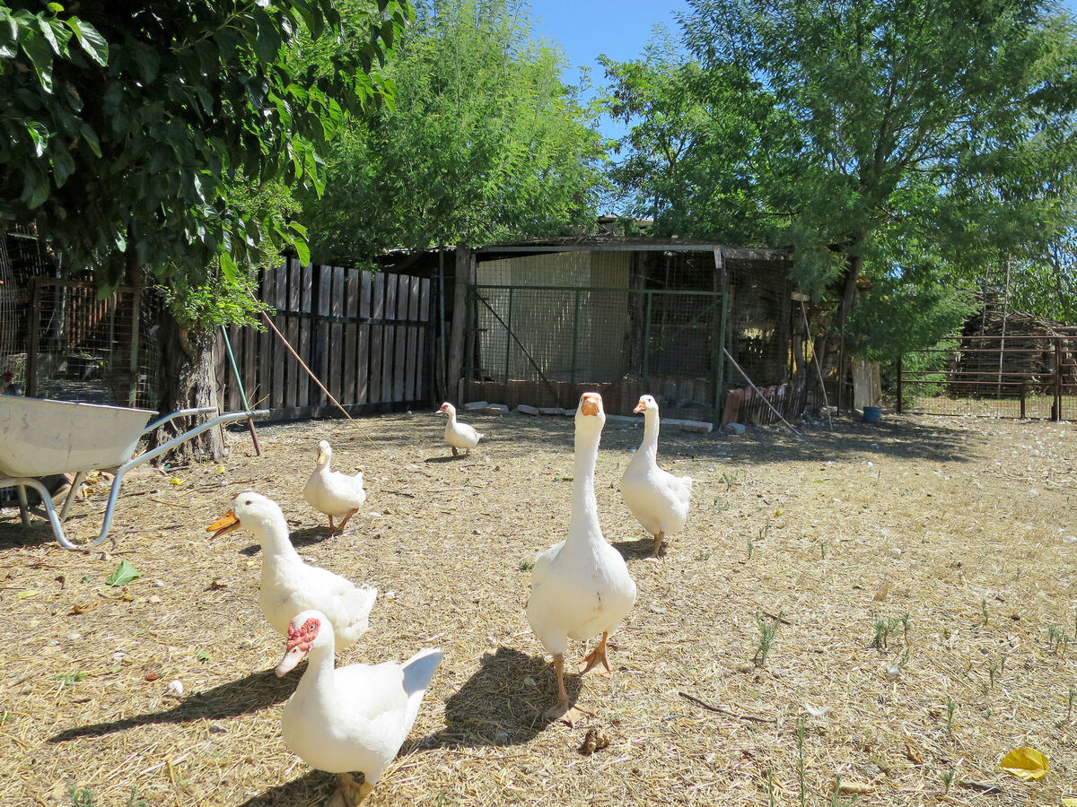 Bellosguardo, gîte 6 pers. avec piscine à Roccastrada - Photo 39