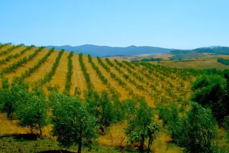 Edera, Agriturismo en Toscane avec Piscine et Vin - Photo 31