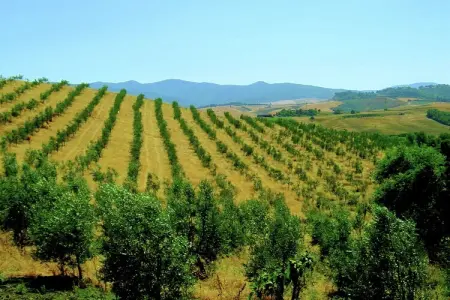 Edera, Agriturismo en Toscane avec Piscine et Vin - Photo 34