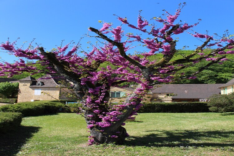 Maison 6 personnes avec piscine près de Sarlat - Photo 31