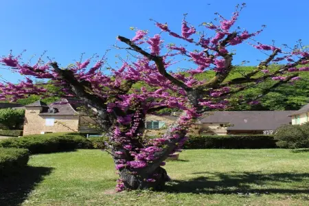 St Vincent Le Paluel La Grange, Maison périgourdine en DORDOGNE - Photo 30