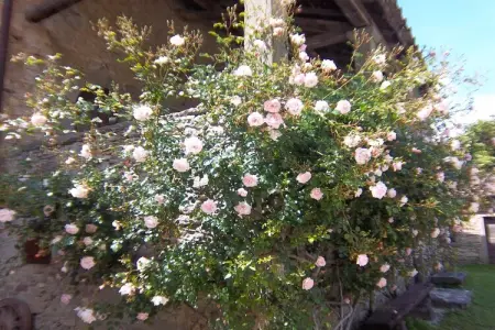 Nicoletta Sagrestia 1, Maison de vacances, San Godenzo - Photo 29