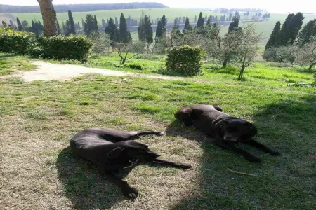 Il Chicco - Gîte 2 pers. en ferme toscane avec piscine : photo 36