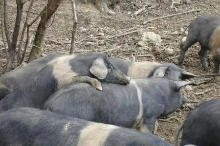 Il Chicco - Gîte 2 pers. en ferme toscane avec piscine : photo 38