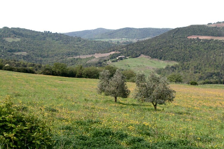 Casa Tiglio, ferme toscane avec piscine à Castiglione d'Orcia - Photo 37