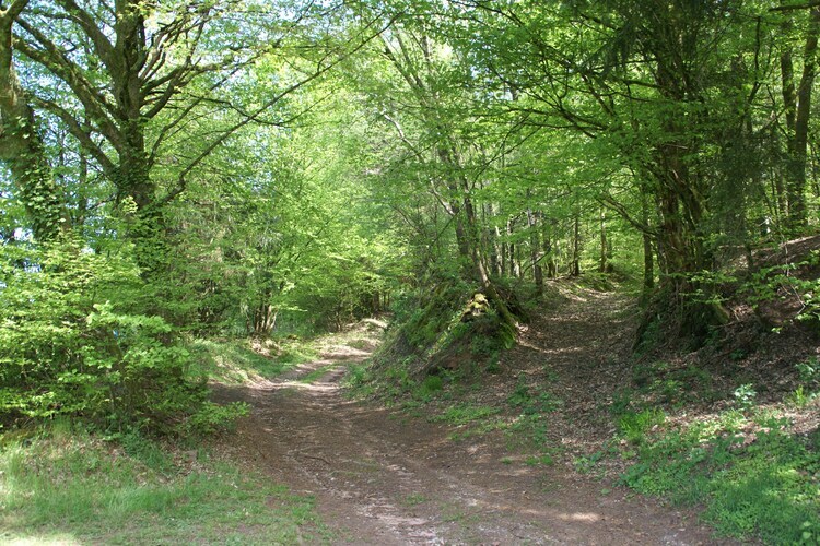 Mon Repos, maison forestière à Walscheid - Photo 31
