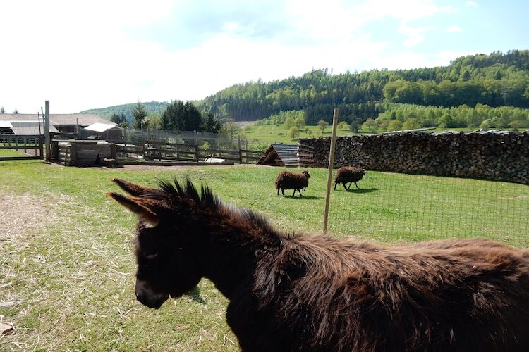 Mon Repos, maison forestière à Walscheid - Photo 37