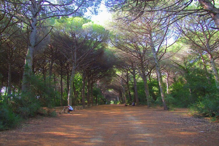 Pineta Iris – Maison 4 pers. face à la plage - Photo 39