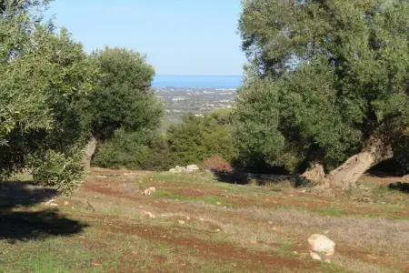 Villa avec piscine et maison d'amis à Cisternino : photo 38