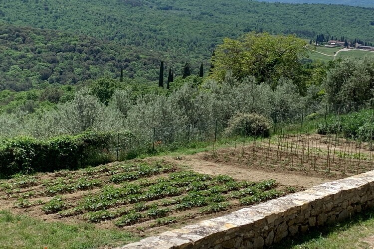 Terrazzina, maison toscane au cœur des oliviers - Photo 24