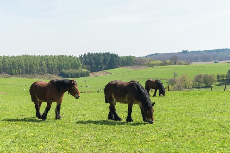 La Ferme Tirou : maison 6 chambres aux Ardennes - Photo 25