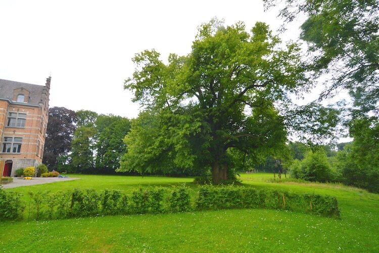 Le Vieux Tilleul du Château, maison 9 pers. à Gesves - Photo 22