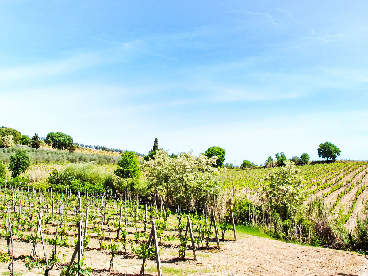 Gîte Le Buche, 8 pers. entre vignes et oliveraies - Photo 46