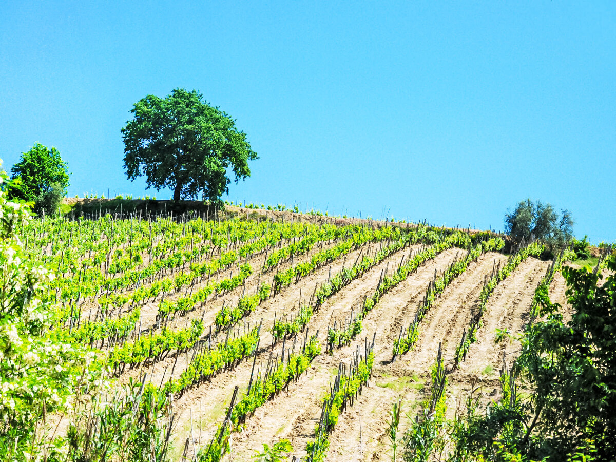 Gîte Le Buche, 8 pers. entre vignes et oliveraies - Photo 51