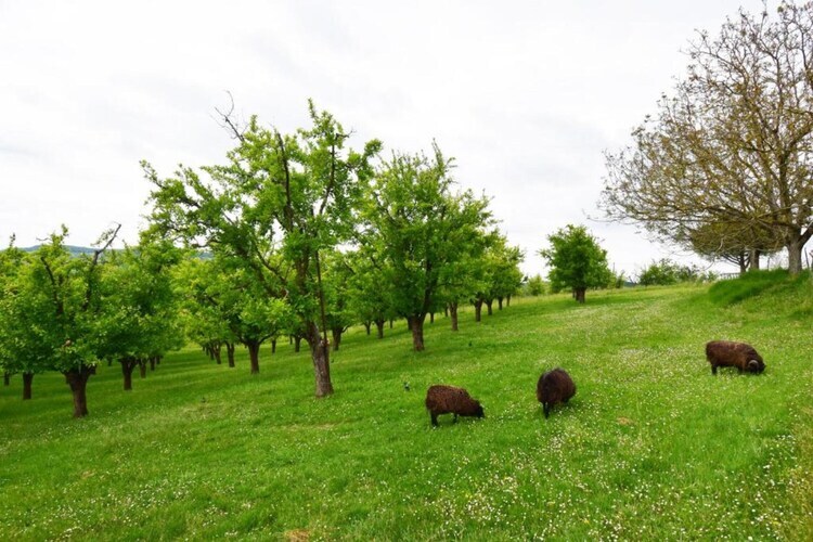 Maison Lamothe - Gîte 6 pers. dans le parc du château - Photo 33