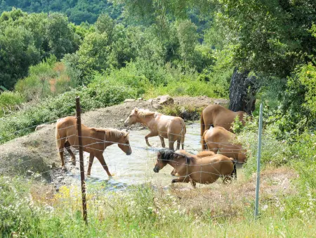 Paradiso Selvaggio, Gite 4 personnes à Lago Trasimeno - Photo 28