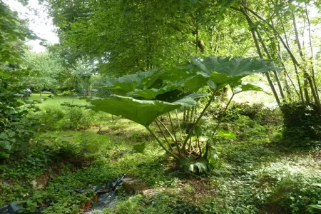 Maison bretonne du 17e siècle à Huelgoat : photo 40