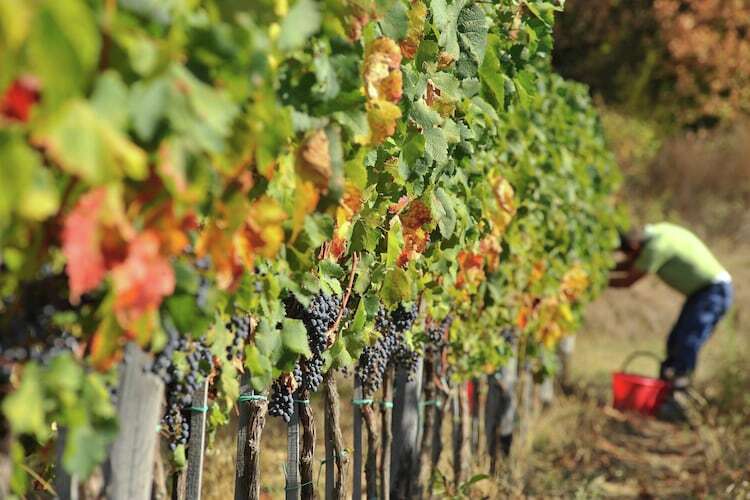 Villa Leo : demeure toscane 12 pers. vignoble bio - Photo 27