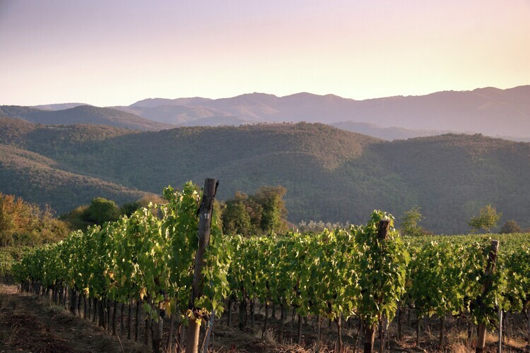 Villa Leo : demeure toscane 12 pers. vignoble bio - Photo 28