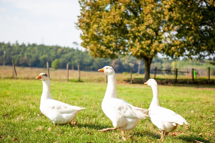 Lenze, maison de ferme toscane avec animaux à Staffoli - Photo 32