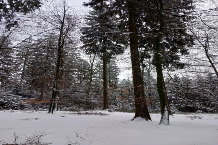 Les Bouleaux - Chalet 5 pers. en Ardenne - Photo 40