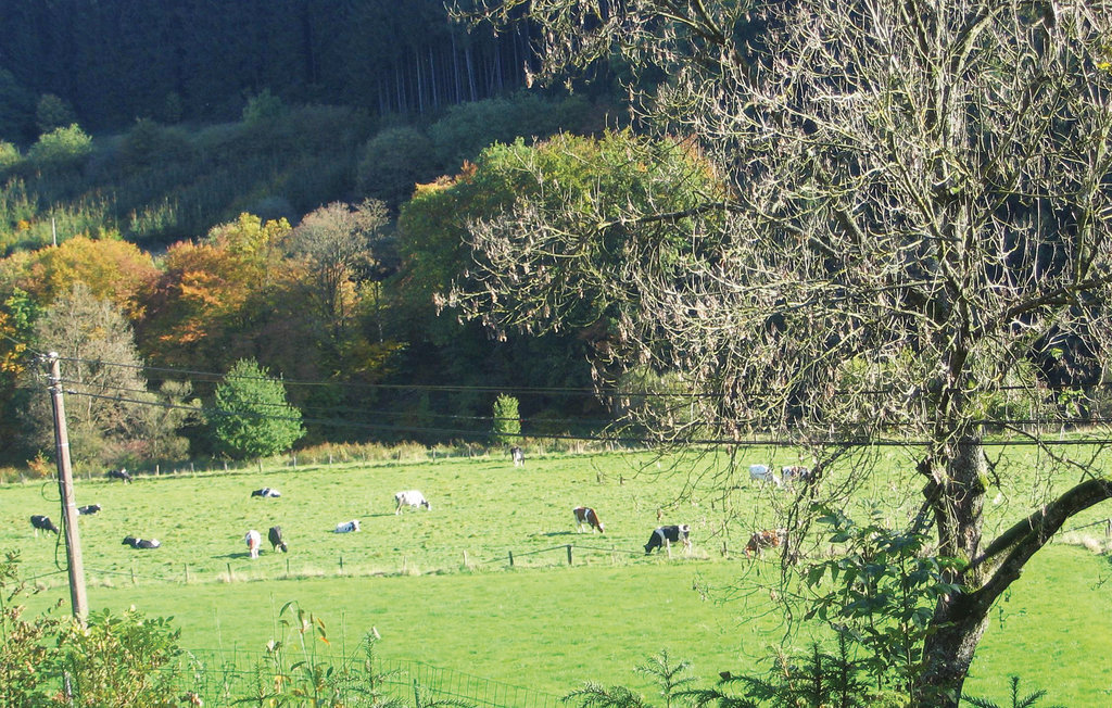 Maison Anne à Burg-Reuland, vue vallée de l'Our - Photo 23