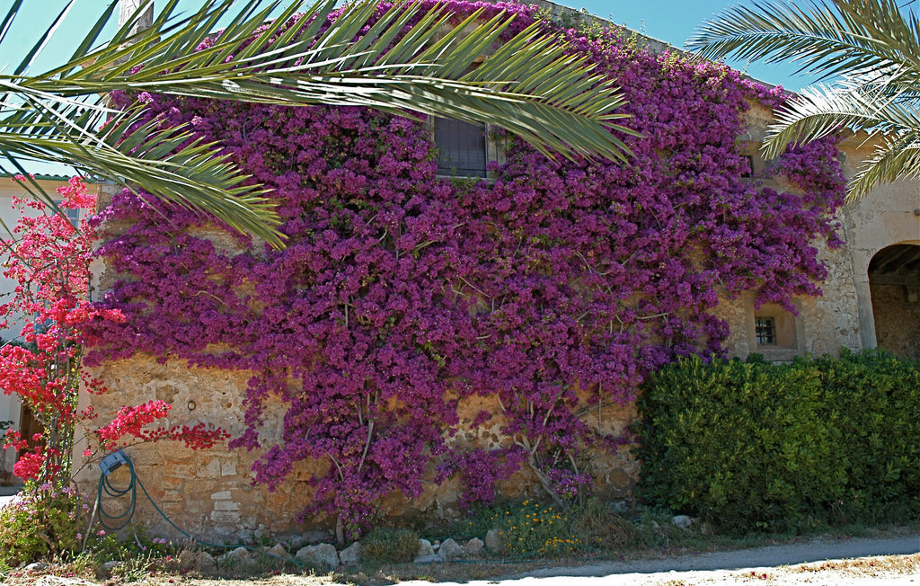 Maison 10 personnes à Porreres - Photo 9