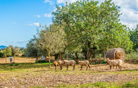 Maison 6 personnes à Manacor - Photo 18