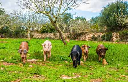 Maison 6 personnes à Manacor - Photo 19