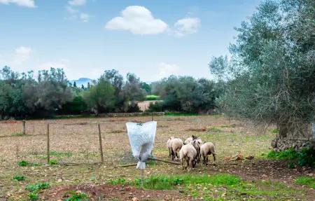 Maison 6 personnes à Manacor - Photo 21