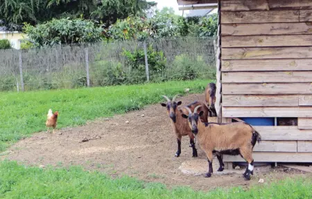 Maison bois 6 pers. avec jardin et animaux à Brain-sur-Alonnes : photo 12