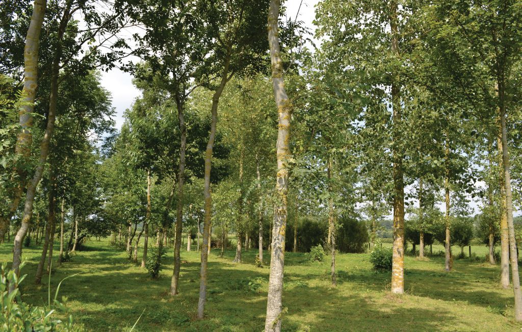Gite de la Lombardie, Maison 6 personnes à Lottinghen - Photo 10