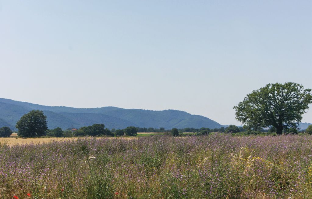 Casa di Pietra – Maison 6 pers. avec piscine en Maremma - Photo 24