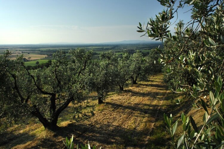Maison Lidia à Castagneto Carducci, 8 km de la mer - Photo 39
