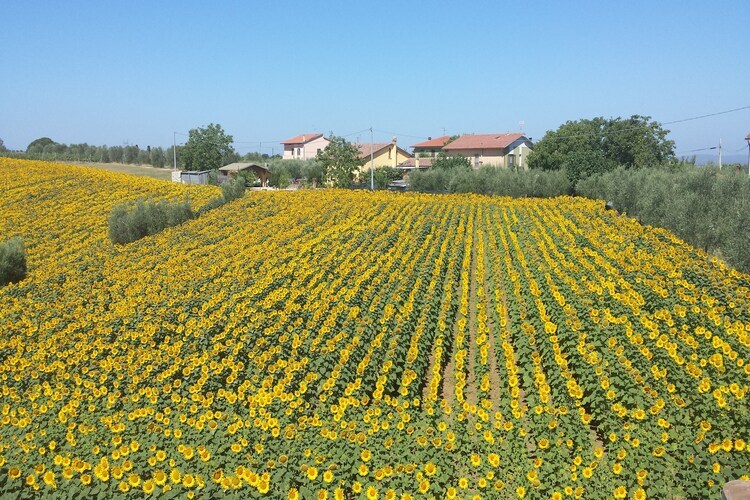 Sparsa Girasole – Maison 8 pers. piscine Cortona - Photo 6